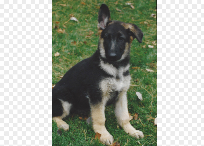 Puppy Old German Shepherd Dog Shiloh East-European King Kunming Wolfdog PNG