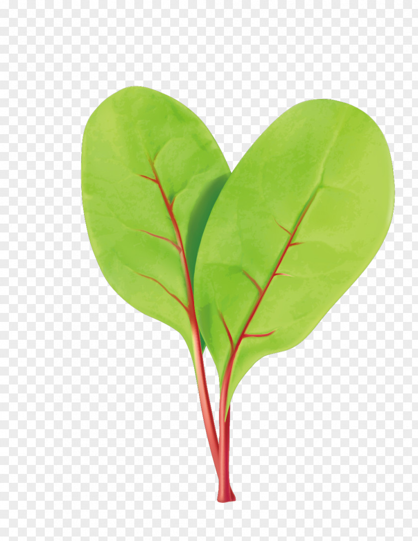 Vector Green Vegetable Leaves Leaf Euclidean PNG