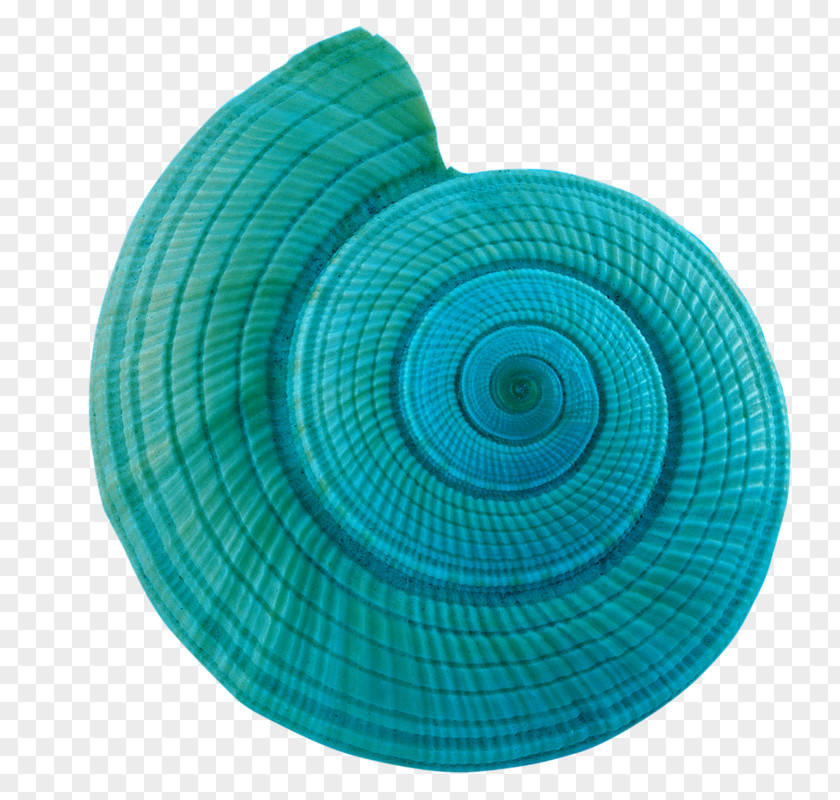 Blue Conch Sea Snail Clip Art PNG