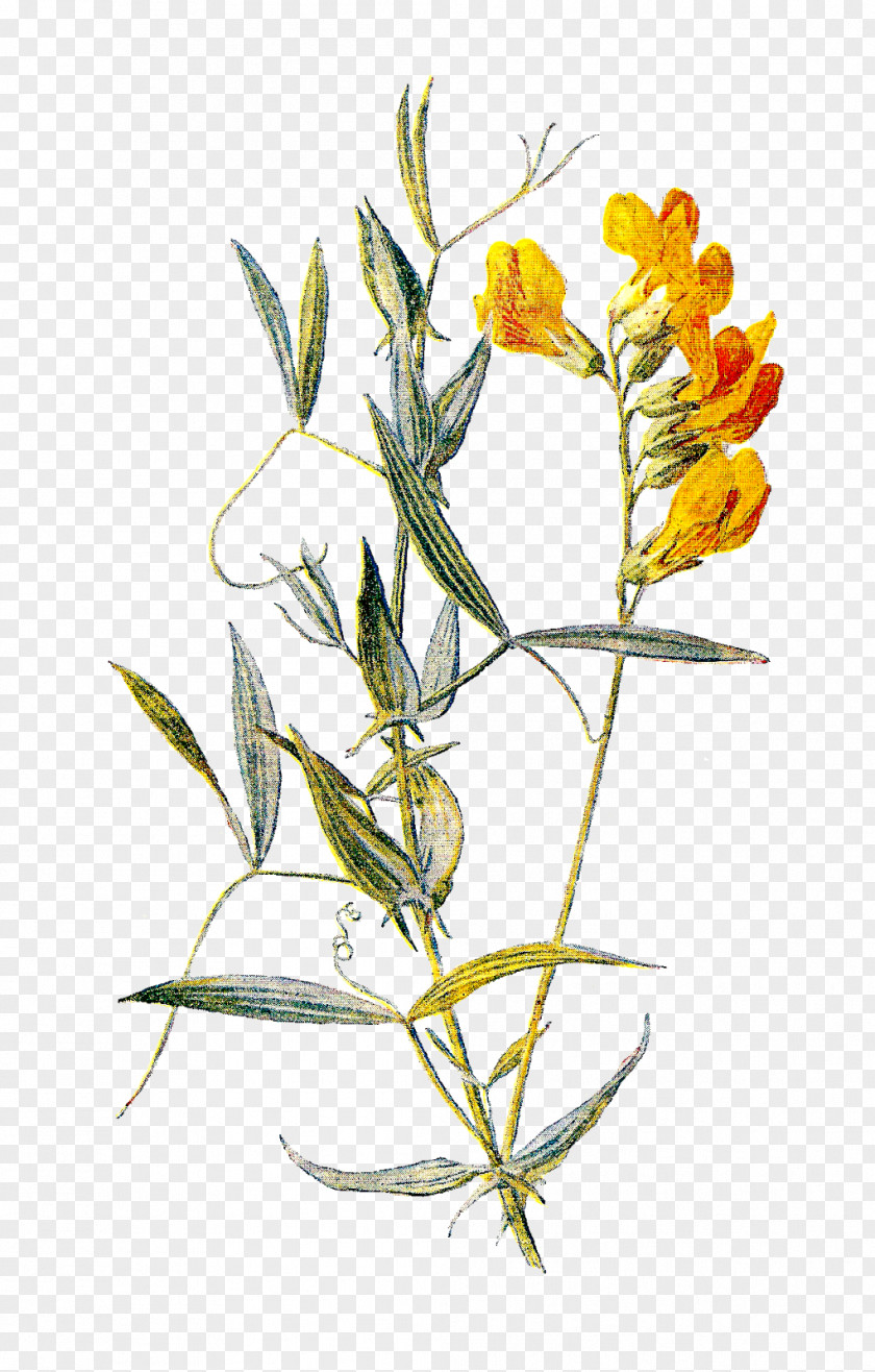 Botanical Flower Sweet Pea Lathyrus Pratensis Illustration PNG