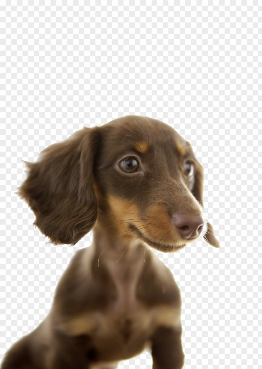 Cute Dog Dachshund Puppy Stock Photography Pet PNG
