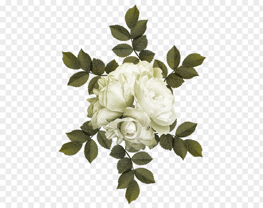 Flower Garden Roses Cabbage Rose PNG