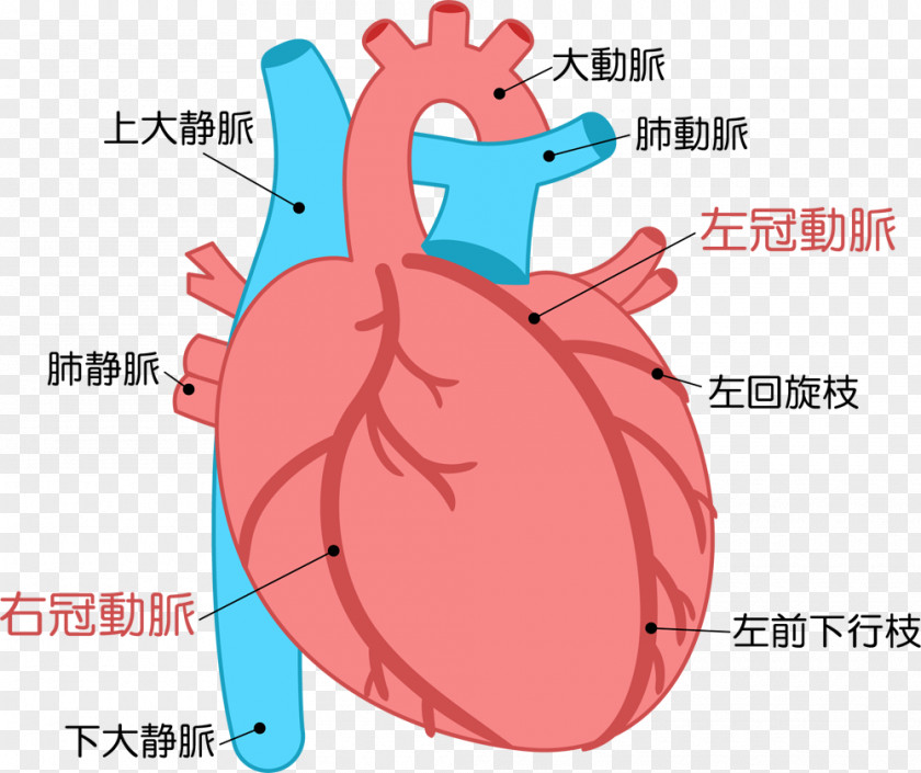 Heart Acute Myocardial Infarction Cardiology Disease PNG