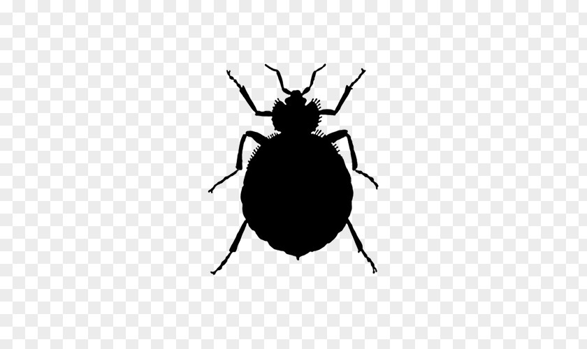 Insect Bed Bug Bite Pest Control PNG