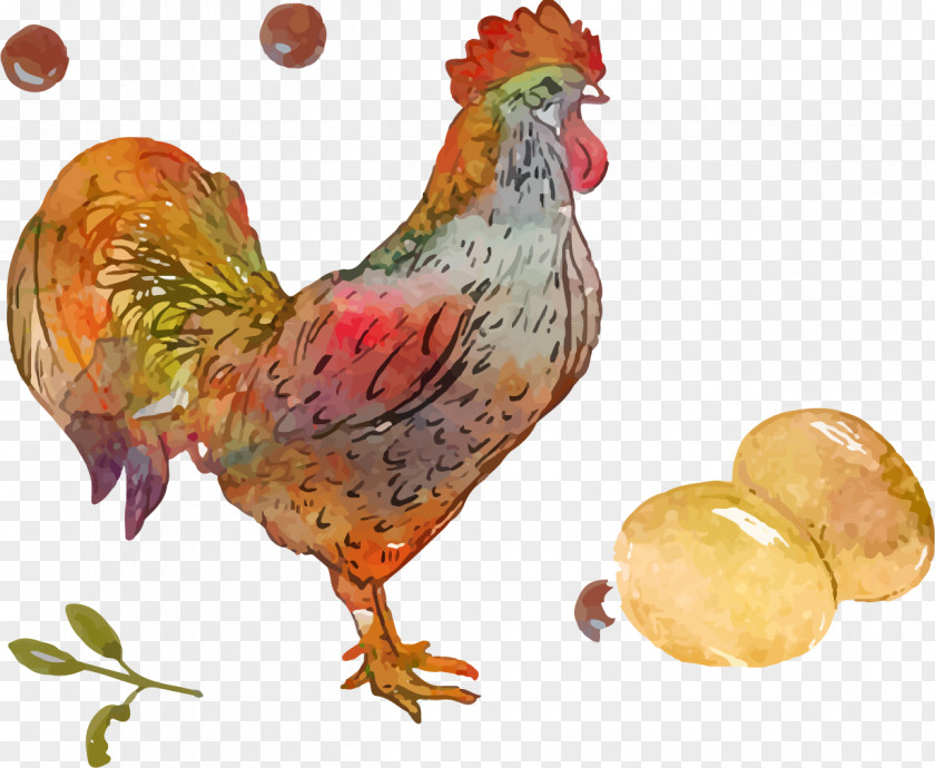 Rooster Egg Vector Elements Chicken PNG