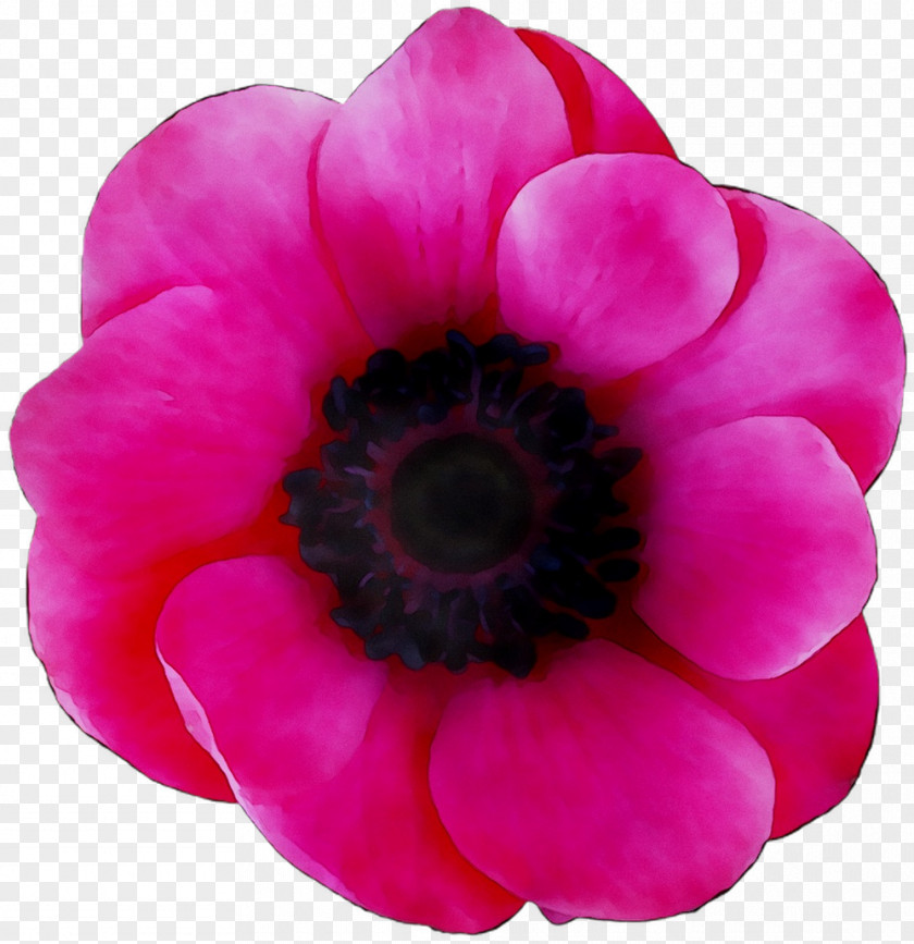 Anemone Annual Plant Herbaceous Magenta Close-up PNG