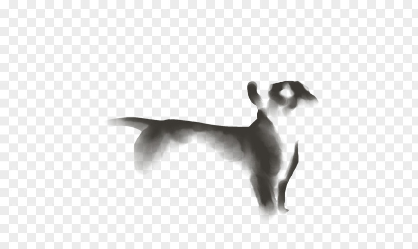 Cat Whiskers Italian Greyhound Dog Breed PNG