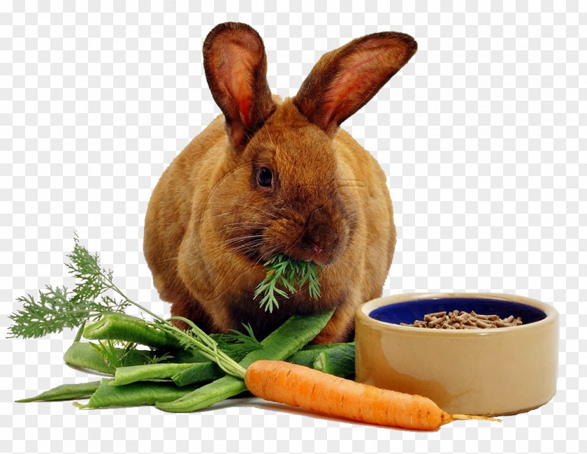 Eat Rex Rabbit Carrot Cake Eating PNG