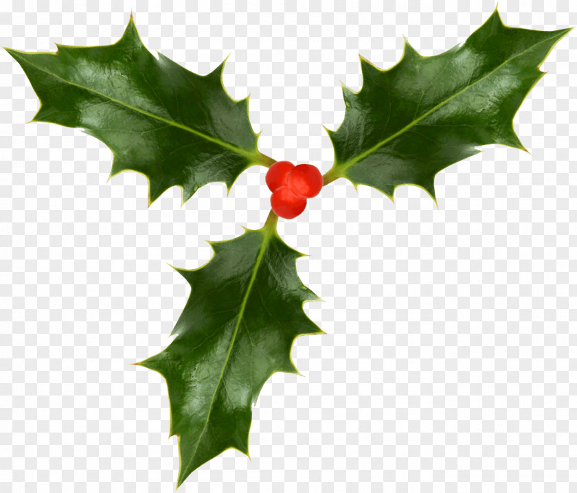 HOLLY Christmas Tree Common Holly Desktop Wallpaper PNG