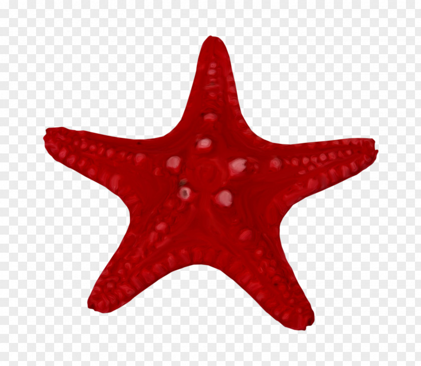 Starfish Marine Invertebrates Clip Art PNG