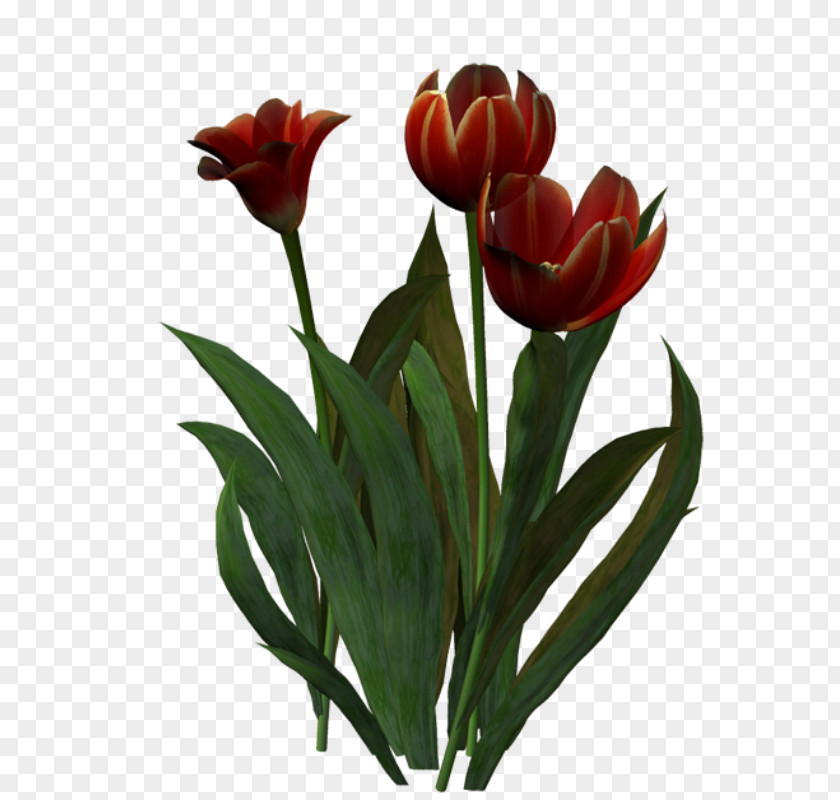 Tulip Cut Flowers Floristry Clip Art PNG