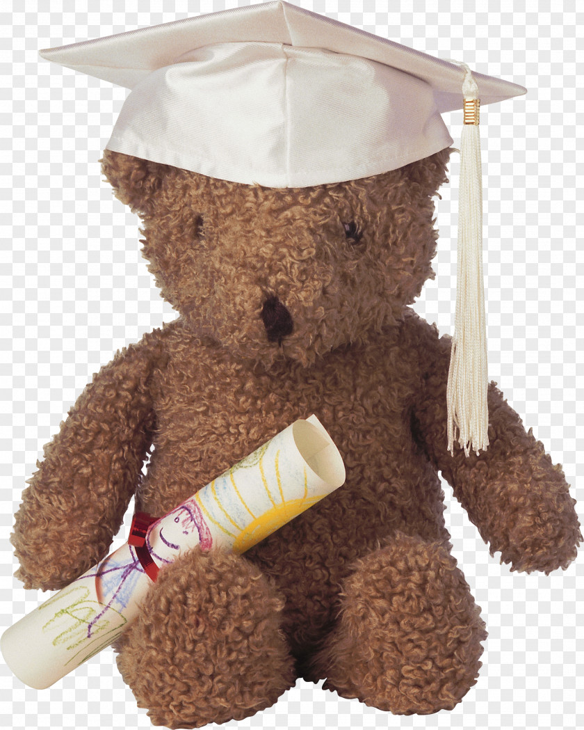 Bachelor Of Cap Bear Breastfeeding For Beginners Drawing Typography Poster PNG