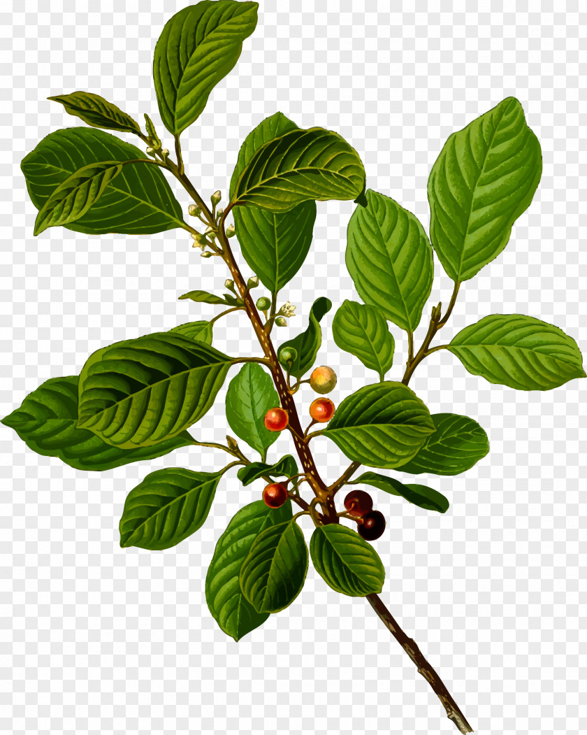 Berries Alder Buckthorn Cascara Rhamnus Cathartica Frangula Californica PNG