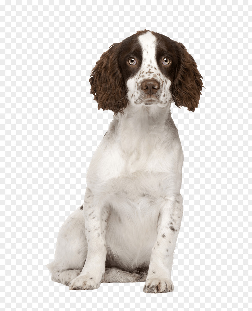Puppy Field Spaniel English Springer Welsh French PNG