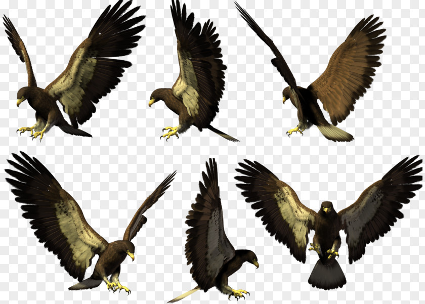 Bird Bald Eagle Hawk Falcon PNG