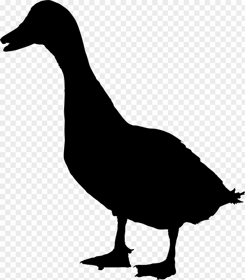 Duck Goose Sticker Mallard Clip Art PNG