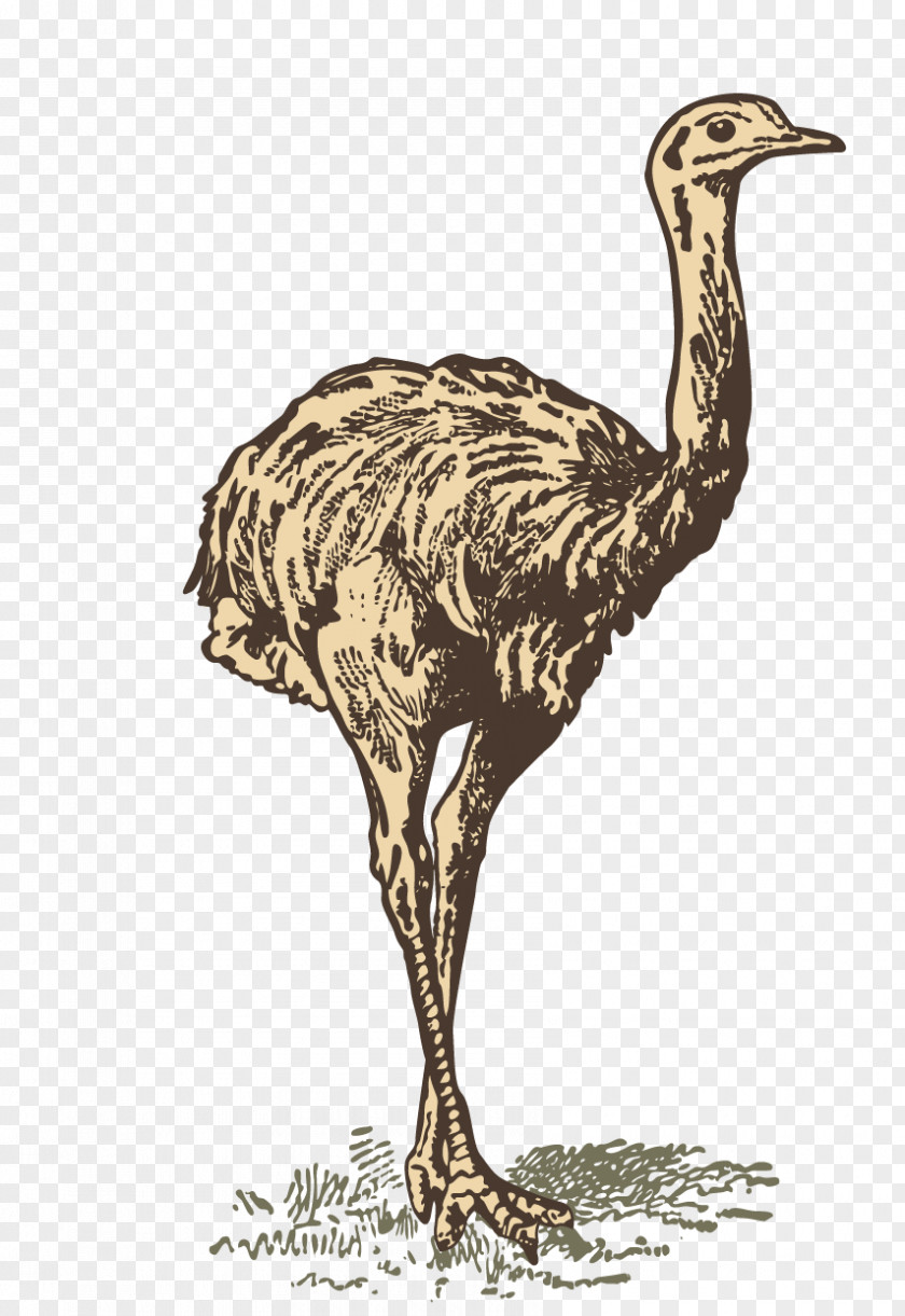 Hand Painted Ostrich Material Common Printing PNG