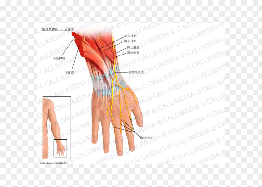 Hand Radial Nerve Wrist Anatomy Artery PNG