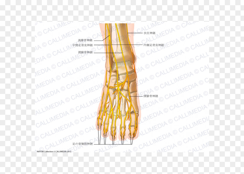 Human Body 3D Thumb Intermediate Dorsal Cutaneous Nerve Foot Common Peroneal PNG