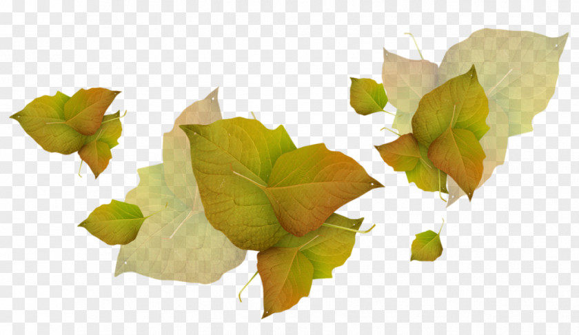 Leaf Image Clip Art Psd PNG