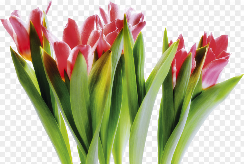 Tulip Vase Cut Flowers Festival PNG