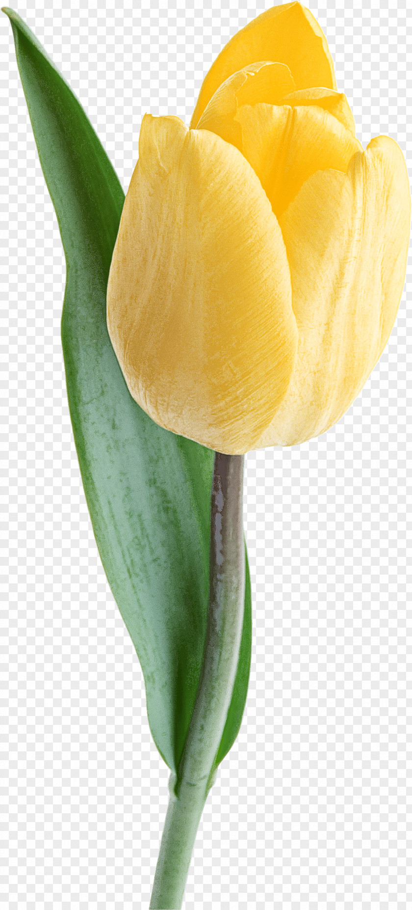 Tulip White Flower Yellow Petal PNG