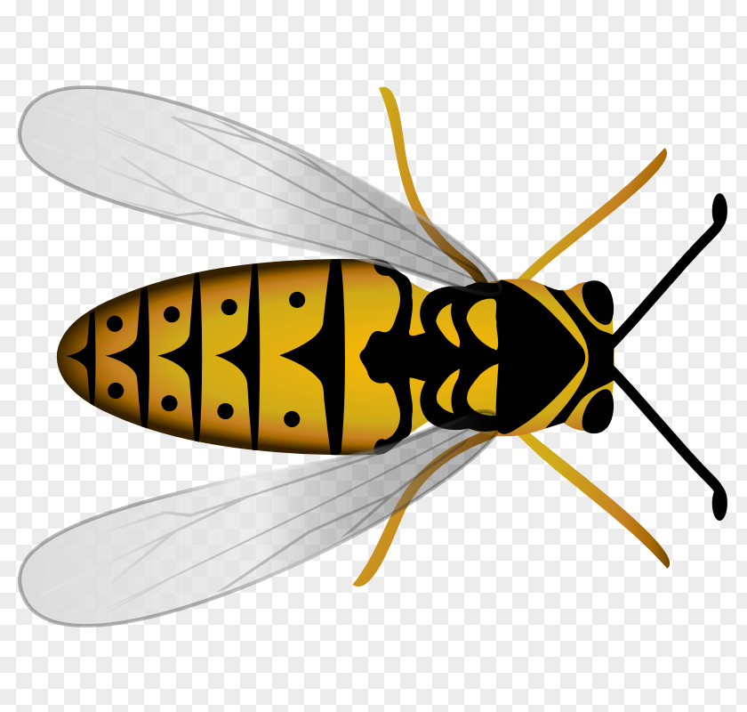 Bee Western Honey Hornet Beehive PNG
