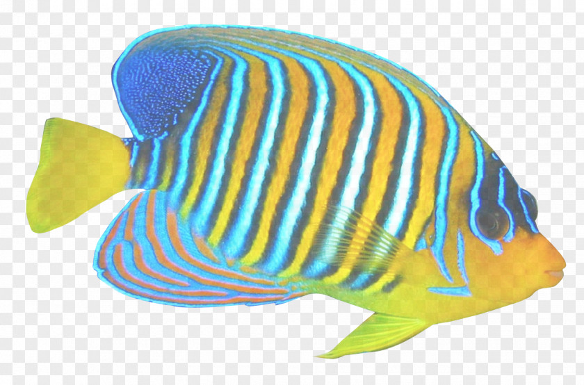 Bonyfish Fin Fish Pomacanthidae Turquoise Butterflyfish PNG