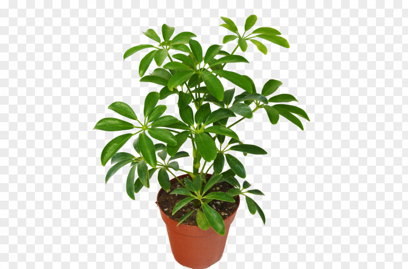 Tree Dwarf Umbrella Schefflera Actinophylla Houseplant Bonsai PNG