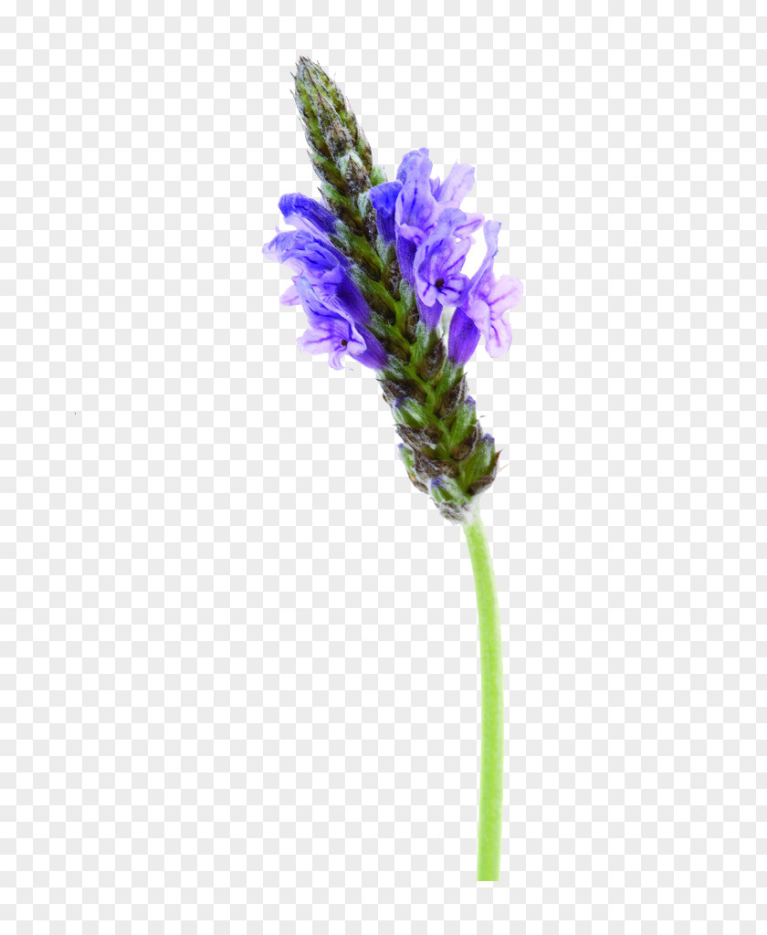 English Lavender Image File Formats Purple PNG