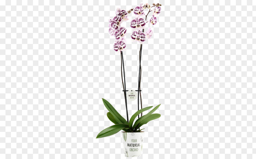 Phalaenopsis Moth Orchids Cut Flowers Flowerpot Plant Stem PNG