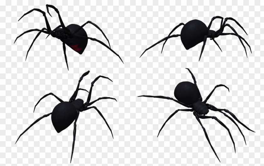 Spider Widow Spiders Insect K2 White PNG