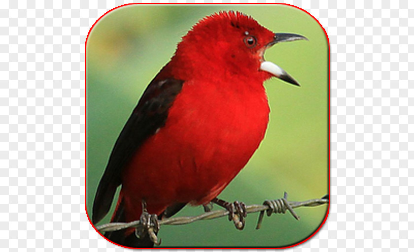 Trinca Ferro Cantando Bird Lagu Sholawat Brazilian Tanager Orange-browed Hemispingus Android Application Package PNG