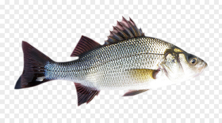 Fish Striped Bass White Perch Barramundi PNG