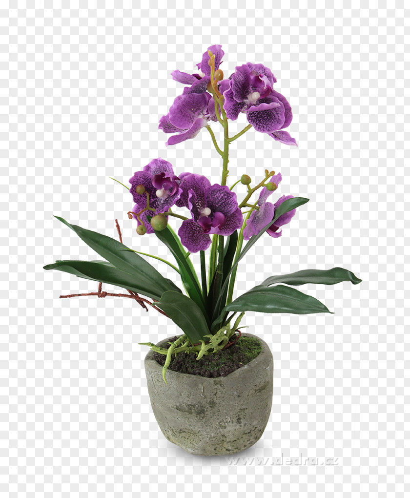 Flowerpot Moth Orchid Miltonia Orchids Dendrobium PNG