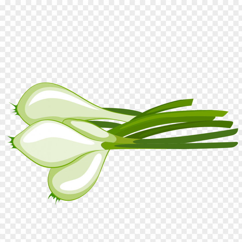 Hand-painted Vector Onions Vegetable Onion Illustration PNG