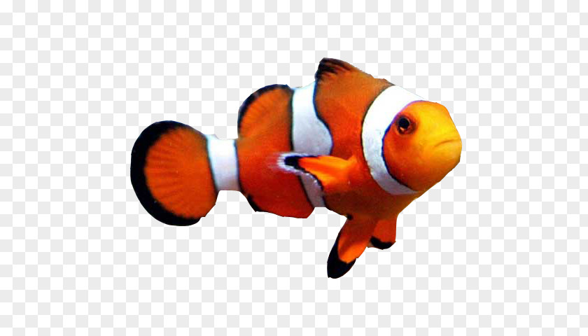 Fish Goldfish Clownfish Aquarium Clown Loach PNG
