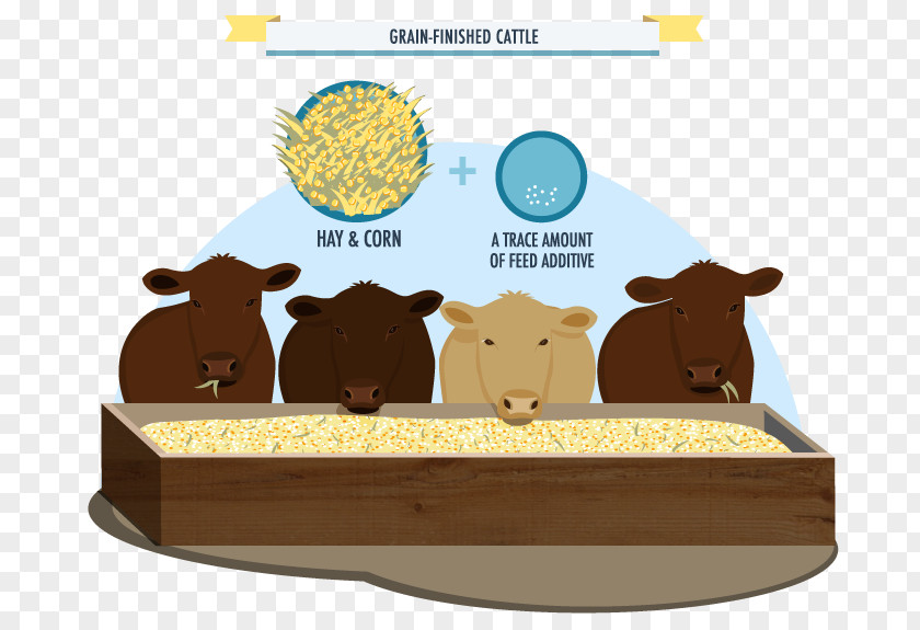 Food Infographic Cattle Cartoon PNG