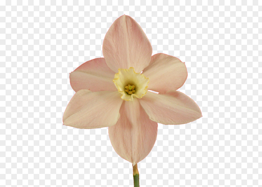 Narcissus Flower Clip Art PNG