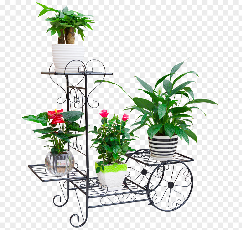 Plant Cut Flowers Flowerpot Floristry Houseplant PNG