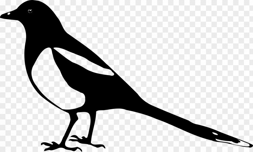 Animal Silhouettes Eurasian Magpie Silhouette Clip Art PNG