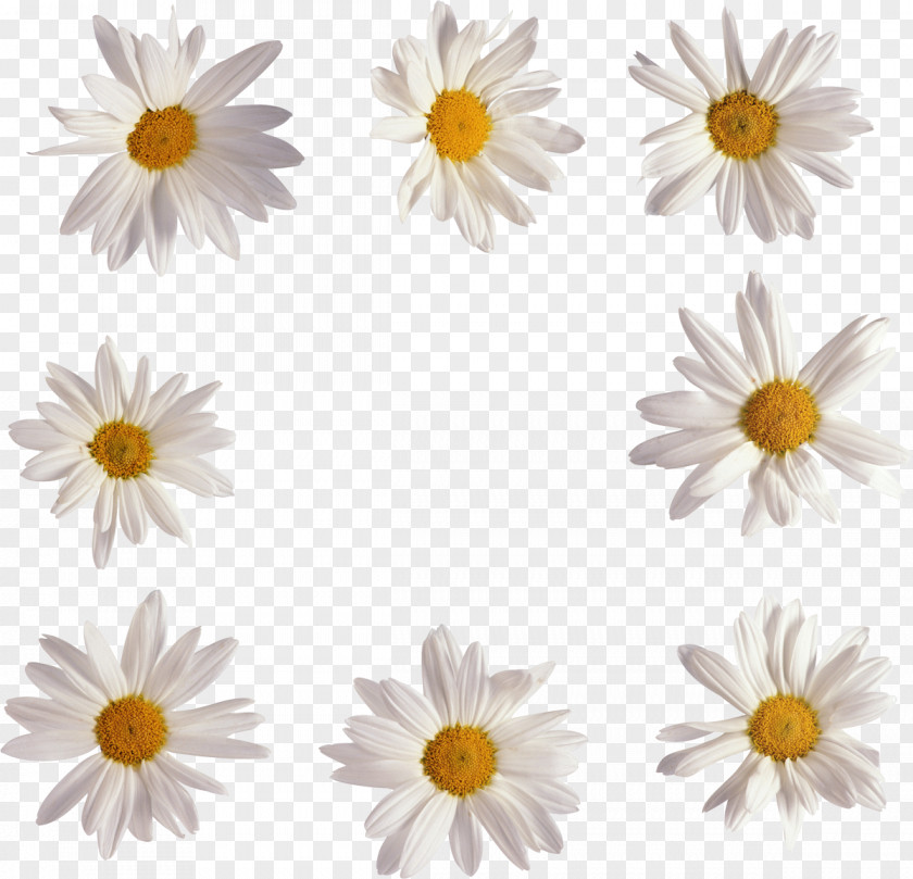 Camomile Picture Frames Photography Fotosearch Valentine's Day Clip Art PNG