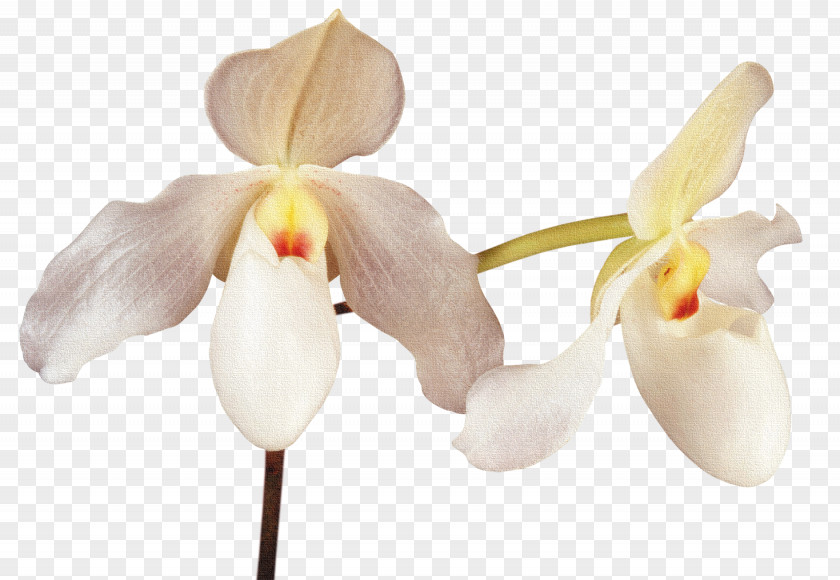 Cattleya Orchids Moth PNG