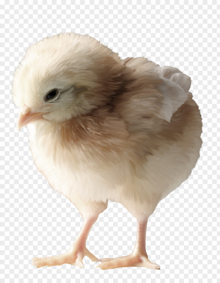 Cute Chick Aberdeen Chicken Rooster PNG