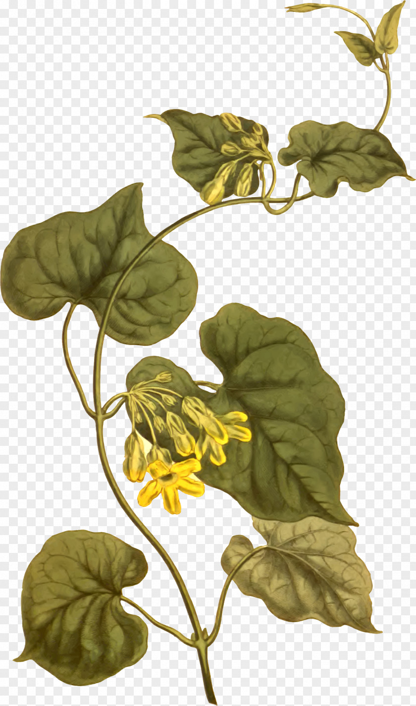Floral Creeper Telosma Cordata Leaf Taxon Africana Botany PNG