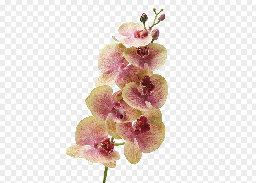Flower Moth Orchids Dendrobium Cut Flowers Plant Stem PNG