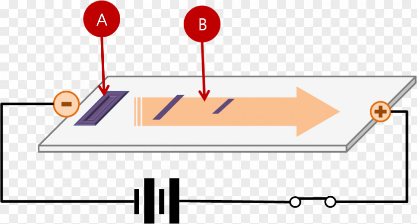 Gel Agarose Electrophoresis DNA PNG