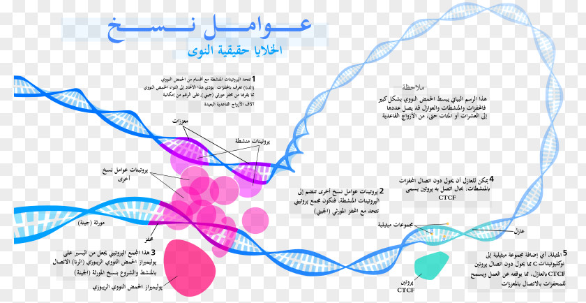 General Transcription Factor Regulation Of Gene Expression PNG