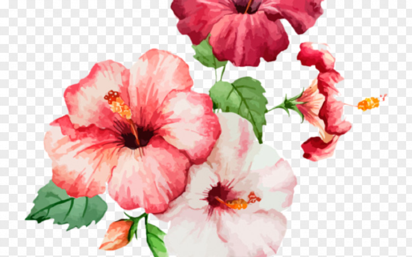 Watercolor Paint Chinese Hibiscus Flower Flowering Plant Petal Pink Hawaiian PNG