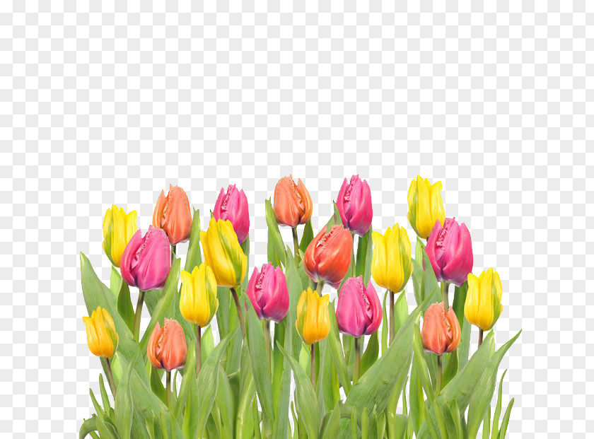 Beautiful Colored Tulip Pictures Mania Flower PNG